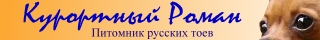 Русские той-терьеры - красивые фото, вязанная одежда для маленьких собачек